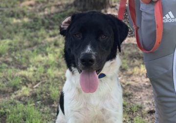 Loving Family Dog in Need of a New Home 🐾