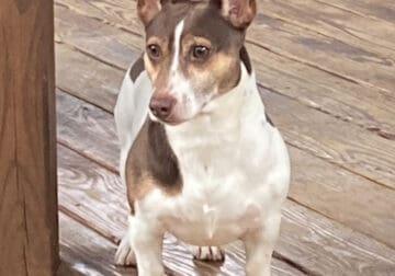 Chip, Teddy Roosevelt Terrier