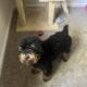 7 month old male miniature poodle