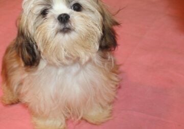 Shih Tzu Female AKC