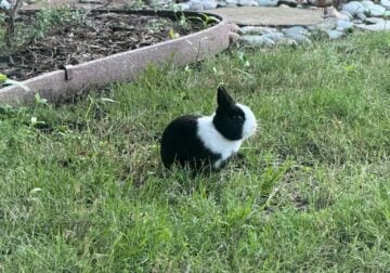 Netherland Dwarf Bunny