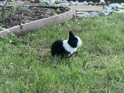 Netherland Dwarf Bunny