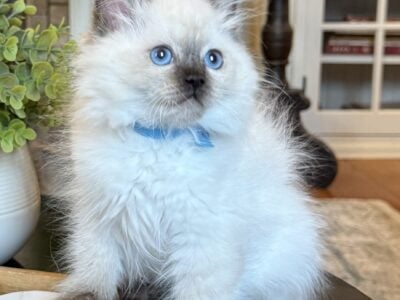 TICA colorpoint male