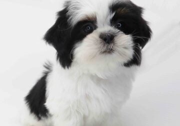 Imperial Shih-tzu girl Mabel