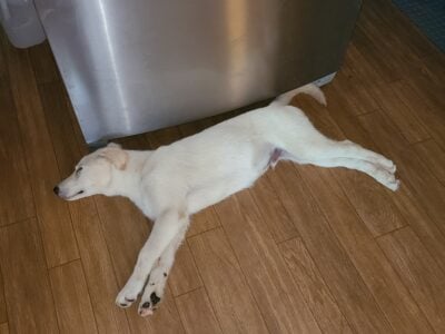 4 MALES AND ONE FEMALE 15WEEKS OLD PUPPIESFOR SALE