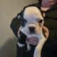 Boston Terrier Puppies