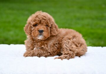 F1B Mini Goldendoodle For Sale Sugarcreek OH-Bella