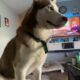 Free Husky to good loving home