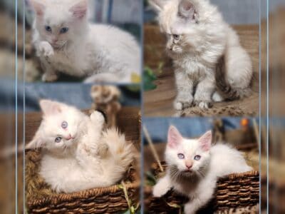 Siberian Kittens