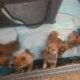 Shiba Inu