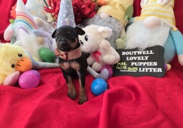 Miniature Pinscher Puppy11 (Mauldin,SC) CKC Reg