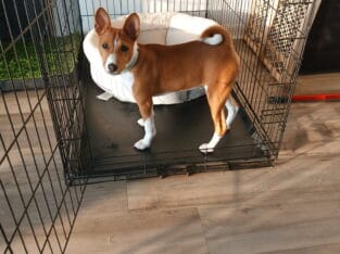 Basenji Puppy For Sale