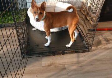 Basenji Puppy For Sale