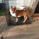 Basenji Puppy For Sale