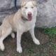 Siberian-husky