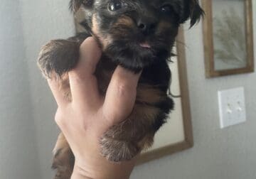 Female Yorkie Puppy