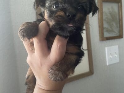 Female Yorkie Puppy
