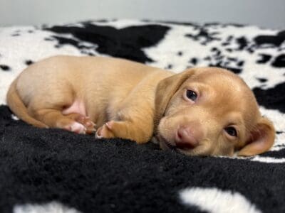 Dachshund puppies