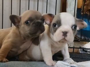 Frenchies