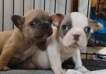 Frenchies
