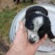 Border collie babies