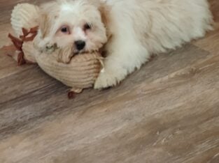 BICHON FRISE/SHIH TZU