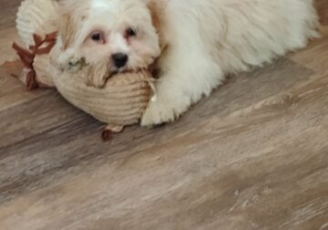 BICHON FRISE/SHIH TZU