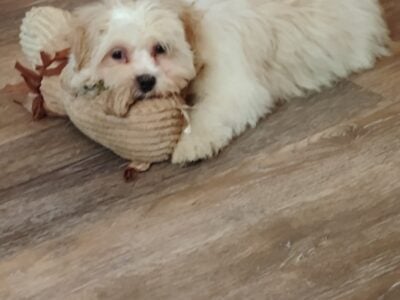 BICHON FRISE/SHIH TZU