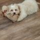 BICHON FRISE/SHIH TZU