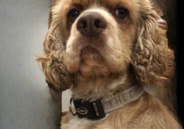 American Cocker Spaniel