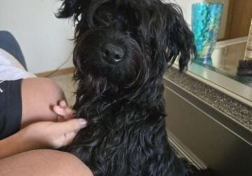 Male Yorkiepoo looking for loving home