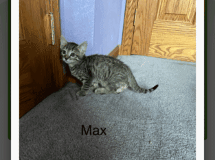 Bengal Russian Blue Mix