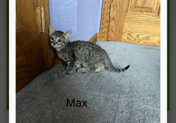 Bengal Russian Blue Mix