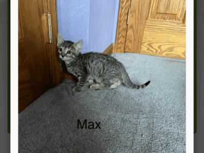 Bengal Russian Blue Mix