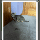 Bengal Russian Blue Mix