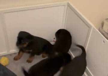 Rottweiler Puppies
