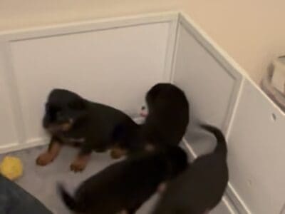 Rottweiler Puppies