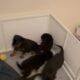 Rottweiler Puppies