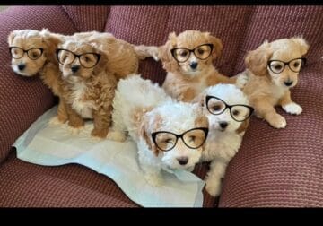 F2 Playful and Cuddly Cavapoos