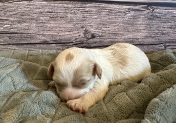 Cockapoo Puppies