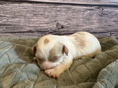 Cockapoo Puppies