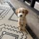 Brigsby-Bernedoodle
