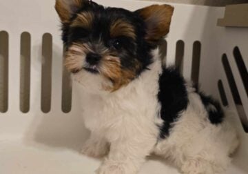 Nyx male biewer terrier