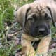 FEMALES -10 weeks – RE-HOME FEE