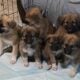 Great Pyrenees German Shepherd Puppies 4 M 2 F