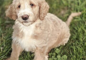 F1B GoldenDoodle Puppies
