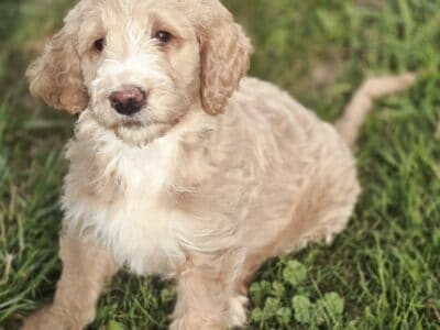 F1B GoldenDoodle Puppies