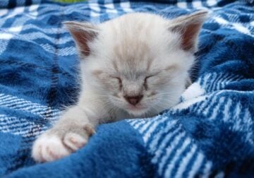 Lynx Point Colored Kittens