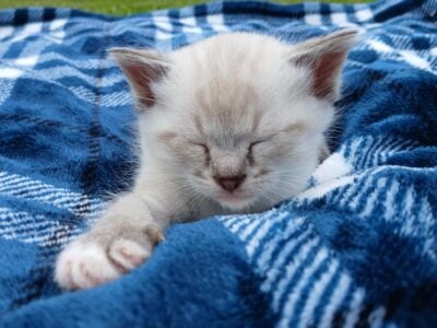 Lynx Point Colored Kittens