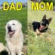 Great Pyrenees German Shepherd Puppies 4 M 2 F